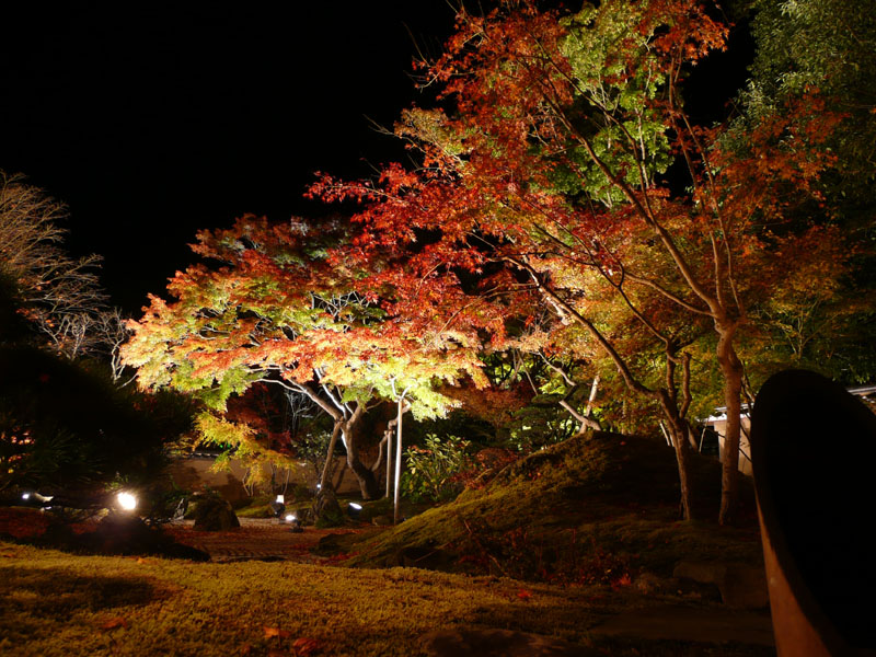 A few pictures of a lit up garden in Matsushima