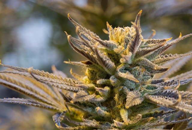 cannabis-2152602_640