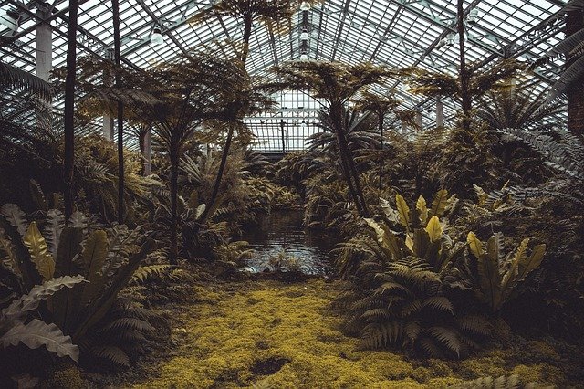 conservatory, plants, green