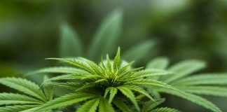 Ways Cannabis Legalization Can Benefit the Economy