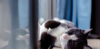 Tips When Moving To A New House With Pets