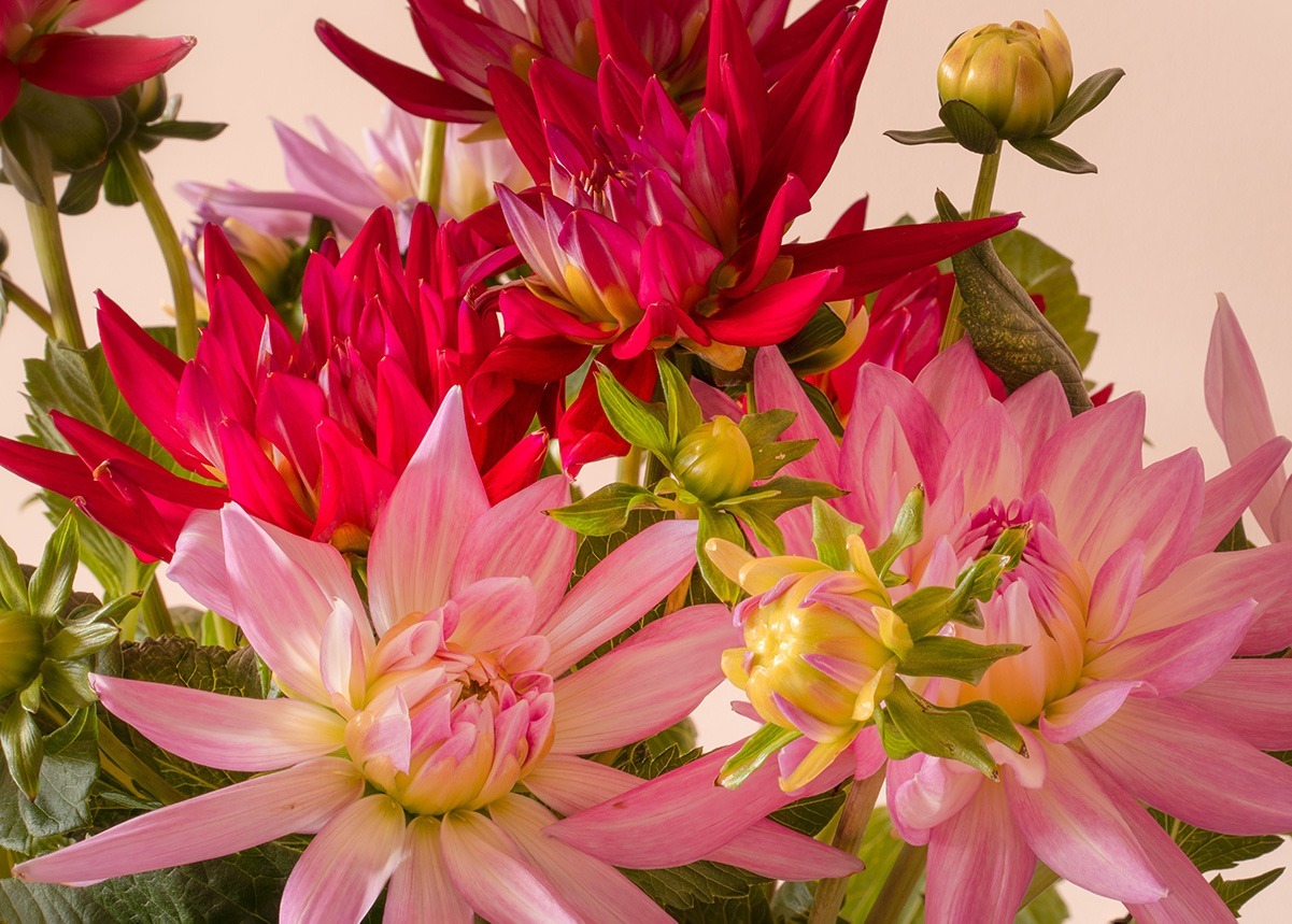 A group of pink flowers

Description automatically generated with low confidence