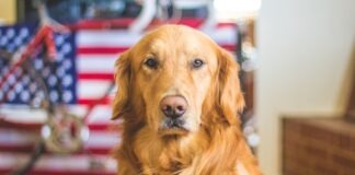 selective focus photography of golden Labrador retriever