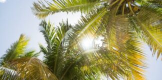 green coconut tree during daytime