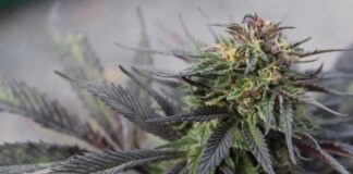 green cannabis plant