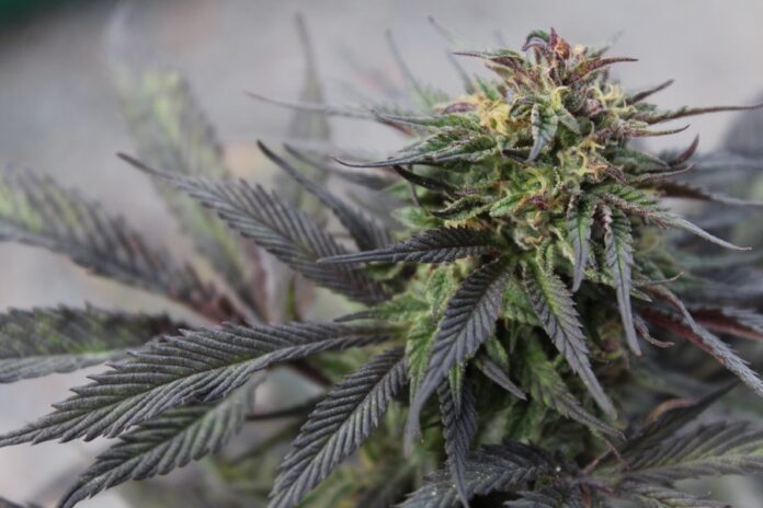 Photo by Jhon David green cannabis plant
