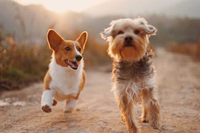 Photo by Alvan Nee two brown and white dogs running dirt road during daytime
