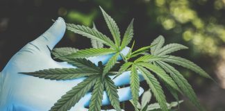 A hand in gloves holds fresh cannabis leaves outdoors, highlighting natural growth.