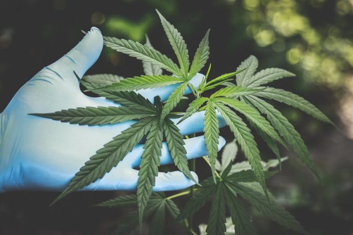 Photo by Aphiwat chuangchoem A hand in gloves holds fresh cannabis leaves outdoors, highlighting natural growth.