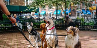 four dogs on park