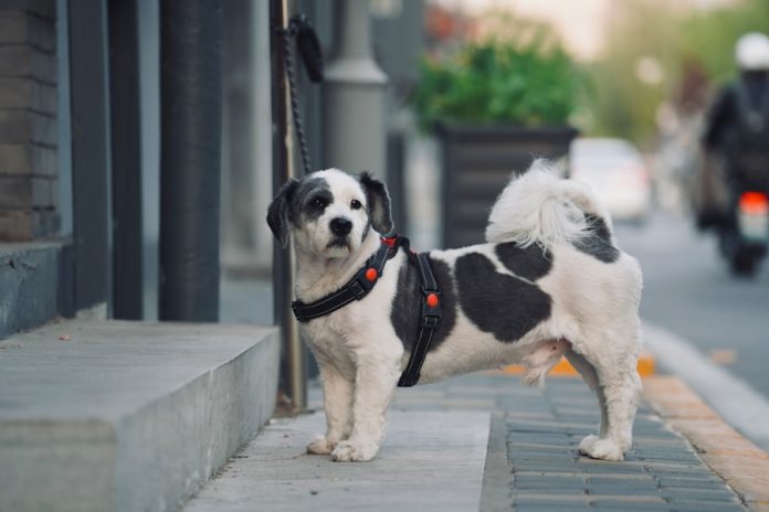 A dog stands on the curb, looking ahead.