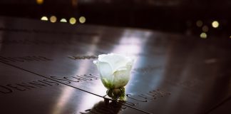 selective focus photography of white rose flower