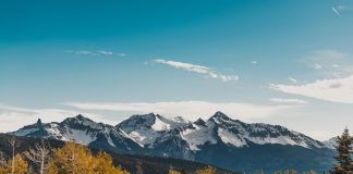 field of green trees
