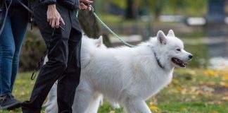 a person walking a white dog on a leash