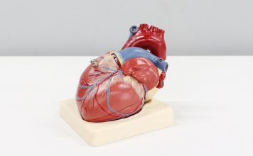 a model of a human heart on a white surface