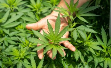 green plant in persons hand