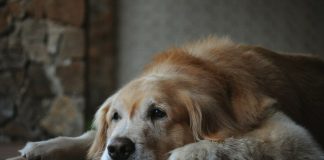 Senior Dog Brain Health: Why Mushroom Extracts Are Having a Moment brown and white long coated dog lying on floor